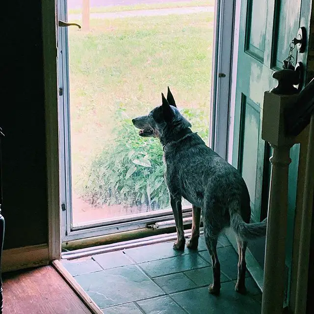 An Australian Cattle Dog standing in the glass door while looking outside