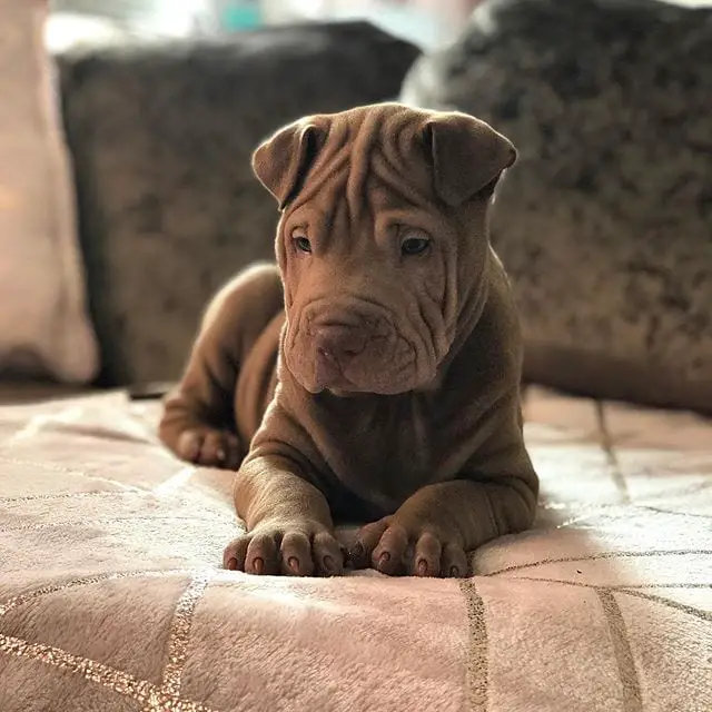 Shar Pei puppy lying down on the couch