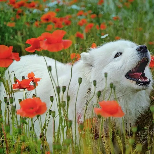 A Samoyed Dog in the middle of the field of red flowers
