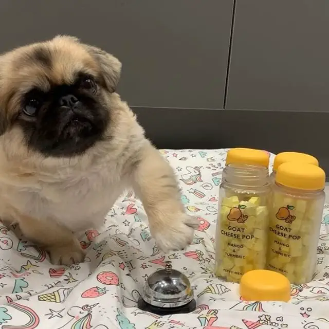 A Pekingese sitting on the bed with its paw going to the press the bell next to the treats in the jar