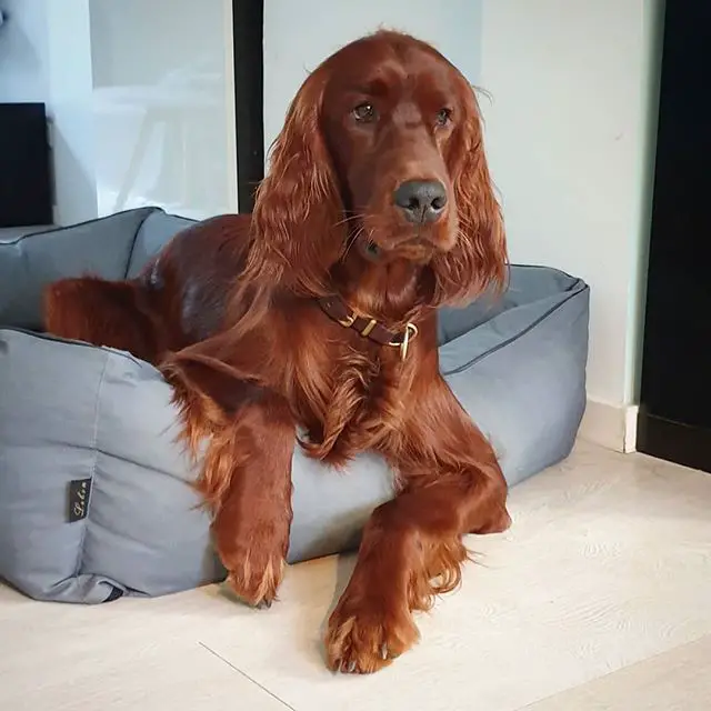 An Irish Setter lying on its bed with its serious face