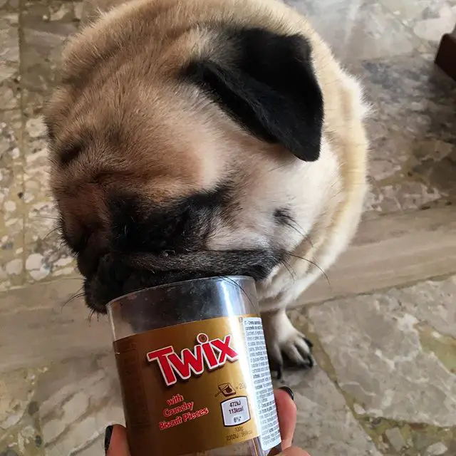 pug dog licking a twix container