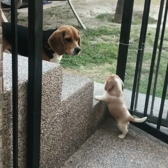 adult Beagle staring at the puppy standing up on the side of the stairs inside the fence