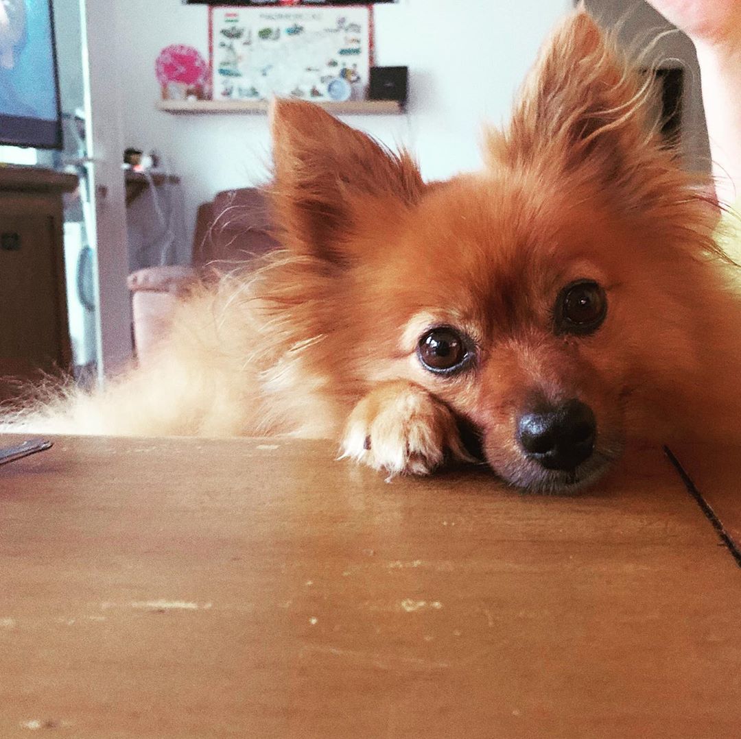A Pomeranian with its begging face and paw on the end of the table