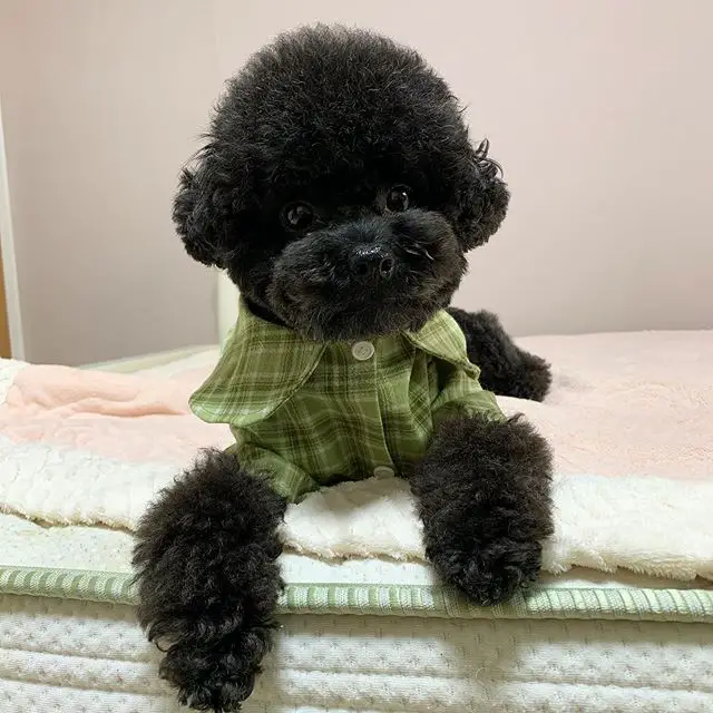 black Poodle wearing a green checkered shirt while lying on the bed