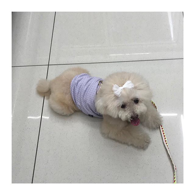 cream Poodle puppy lying on the floor while wearing a purple shirt and white ribbon on top of its head