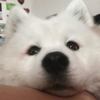 A Samoyed Dog with its adorable face