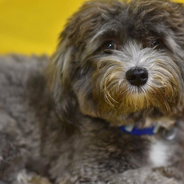 Havanese Dog with silver and gold fur color lying down