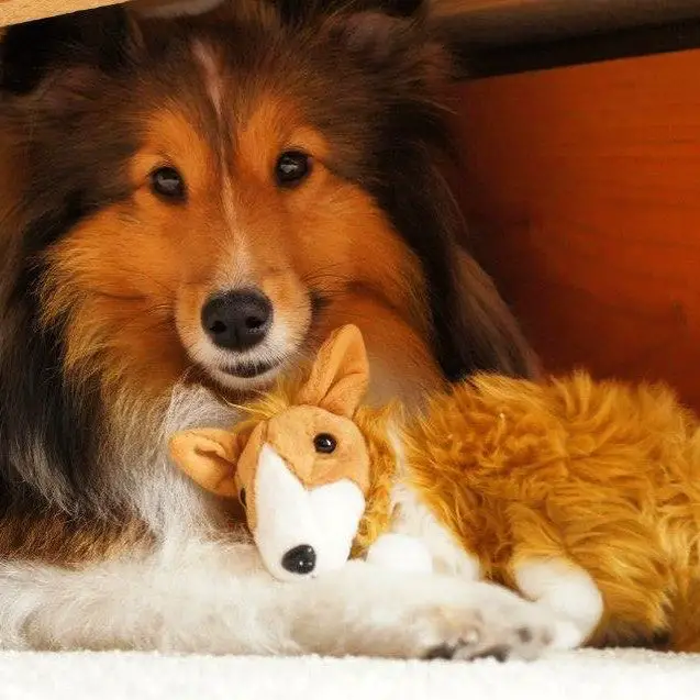 A Sheltie lying on the floor with its stuffed toy