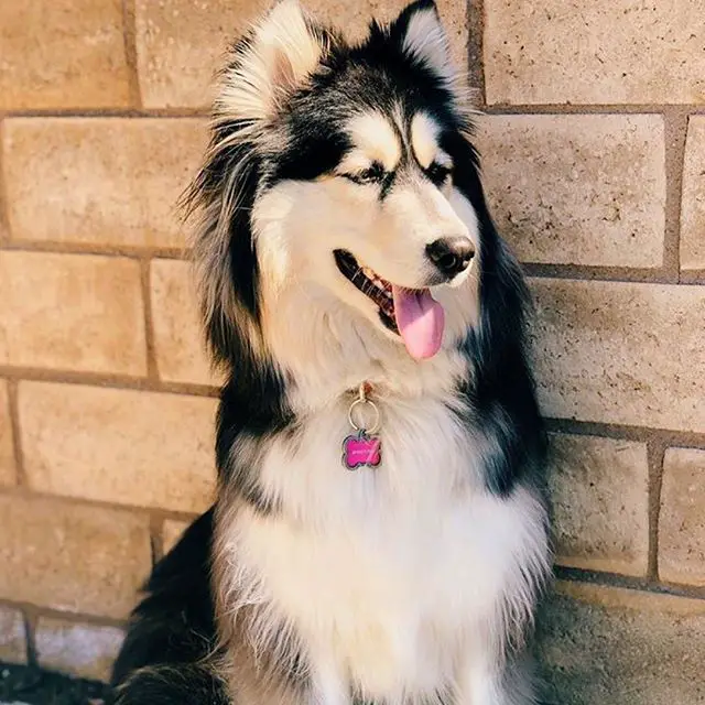 An Alaskan Malamute sitting in front of the brick wall