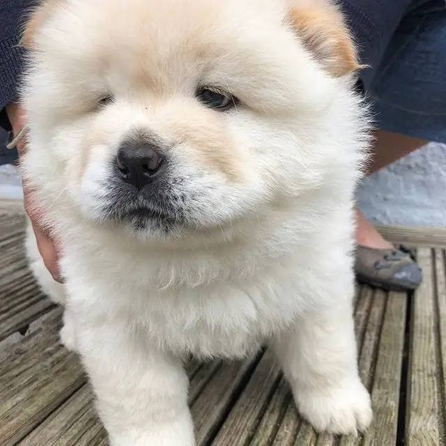 Chow Chow on the wooden floor