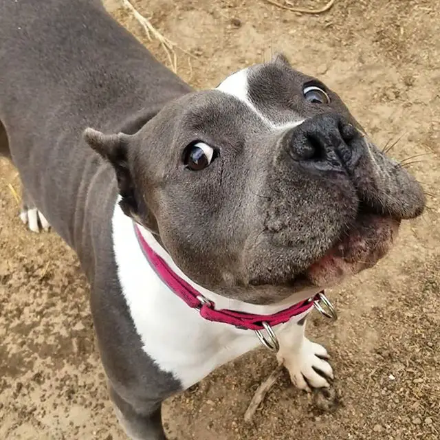 A Pit Bull standing on the ground while looking up