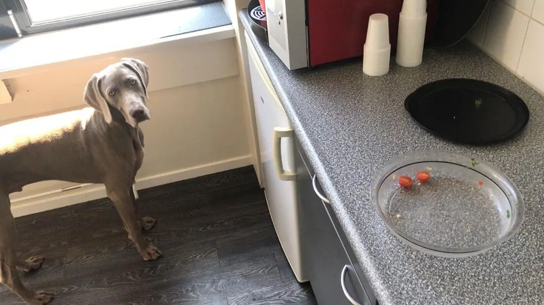 Weimaraner standing on the kitchen floor with an almost empty plate on the counter top