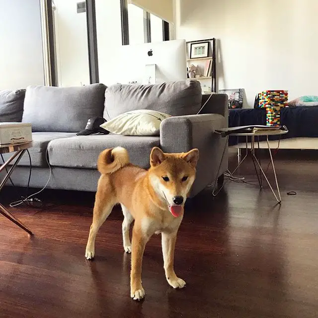 A Shiba Inu standing in the living room