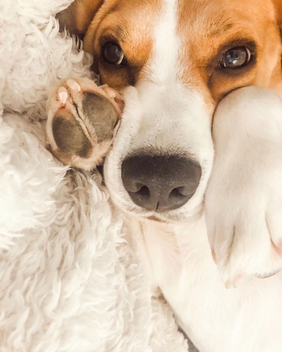 Beagle lying on the bed with both of its paws on the side of its face