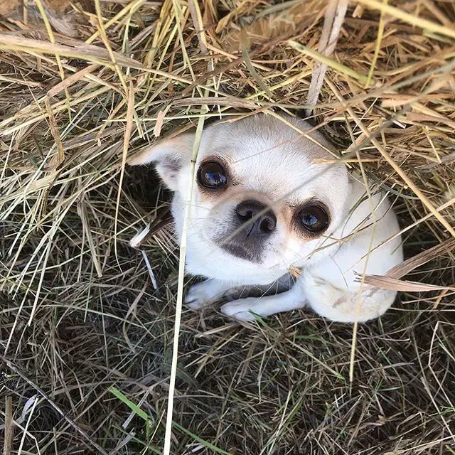 Chihuahua dog beside a bale of hey mulch