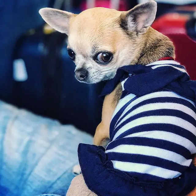 sitting Chihuahua wearing a striped shirt while looking back