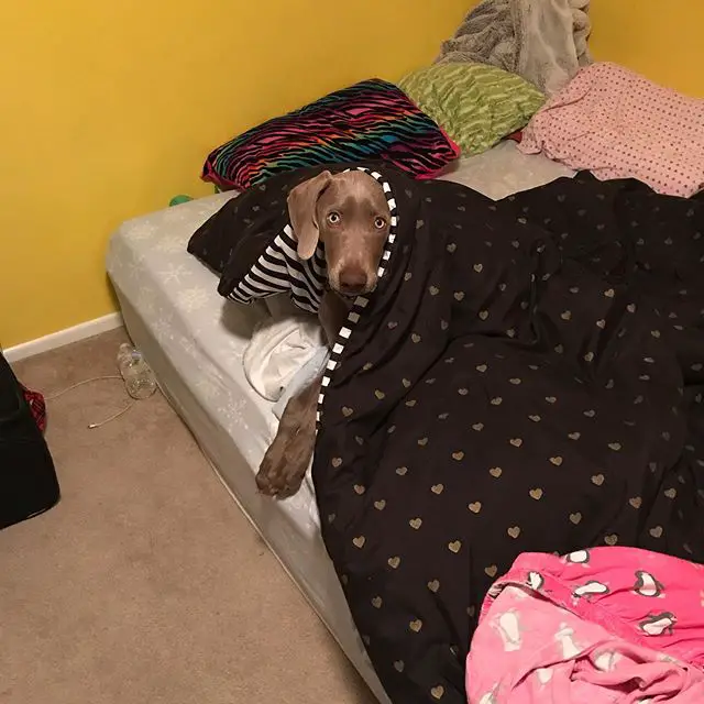Weimaraner lying on the bed under the blanket while looking up with its sad face