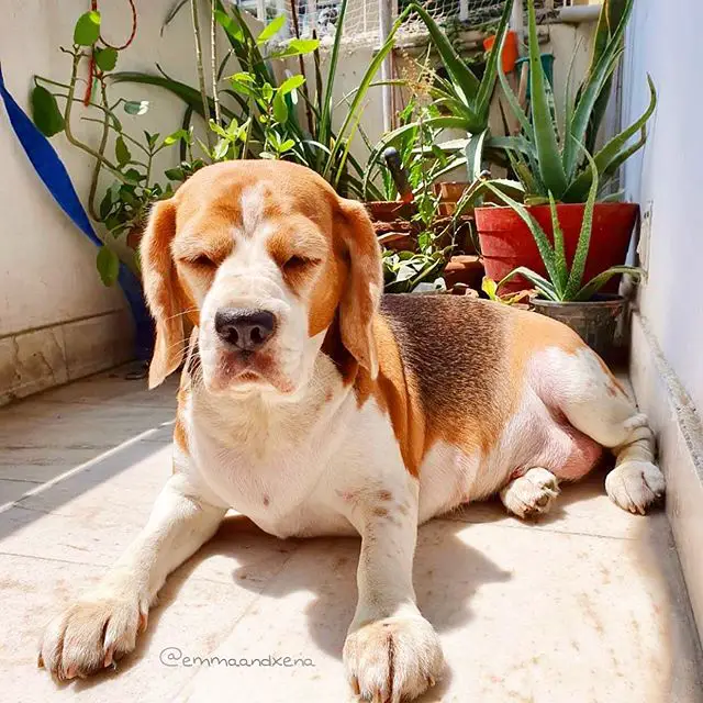 Beagle lying on the floor with its eyes closed in front of the plants in the balcony under the sun