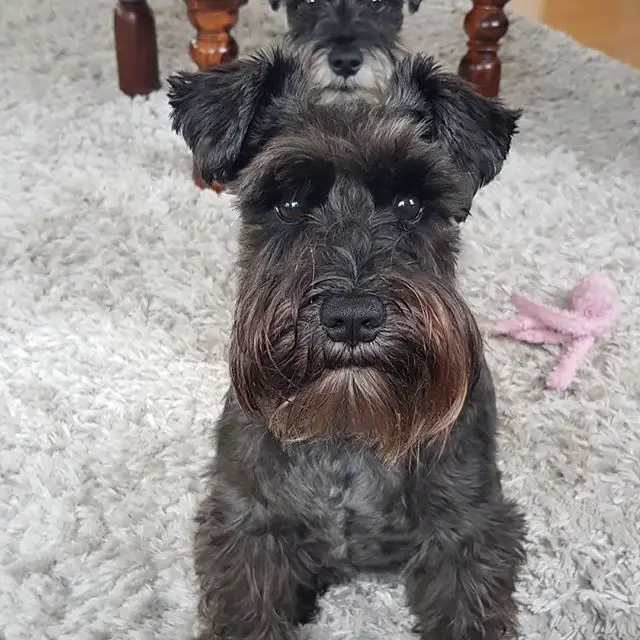 A Schnauzer sitting on the carpet with its sad face