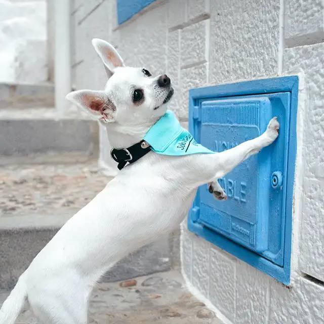 Chihuahua touching a safe box on the wall by the stairs
