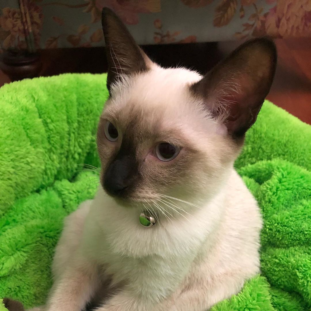 Siamese Cat sitting on its green bed