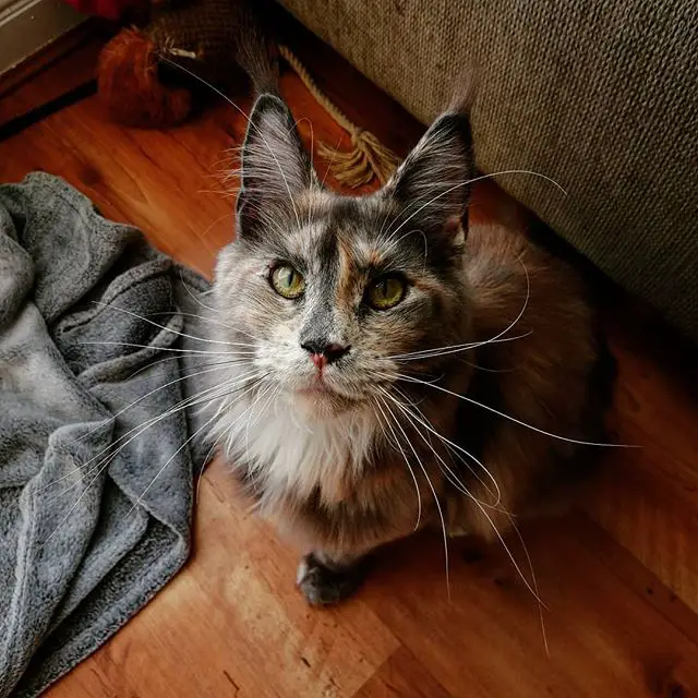 black, white, and cinnamon colored Maine Coon Cat sitting on the floor