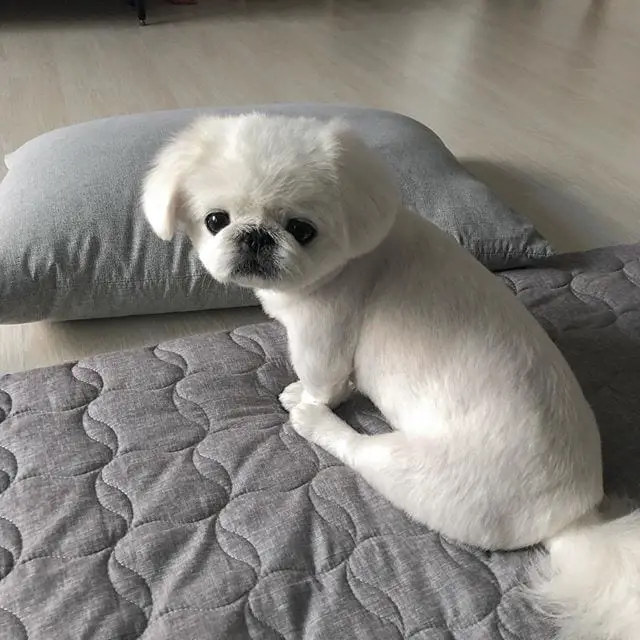 A Pekingese sitting on its bed while staring with its sad eyes