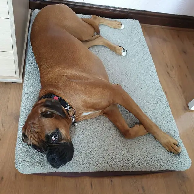 Boxer Dog lying on the floor
