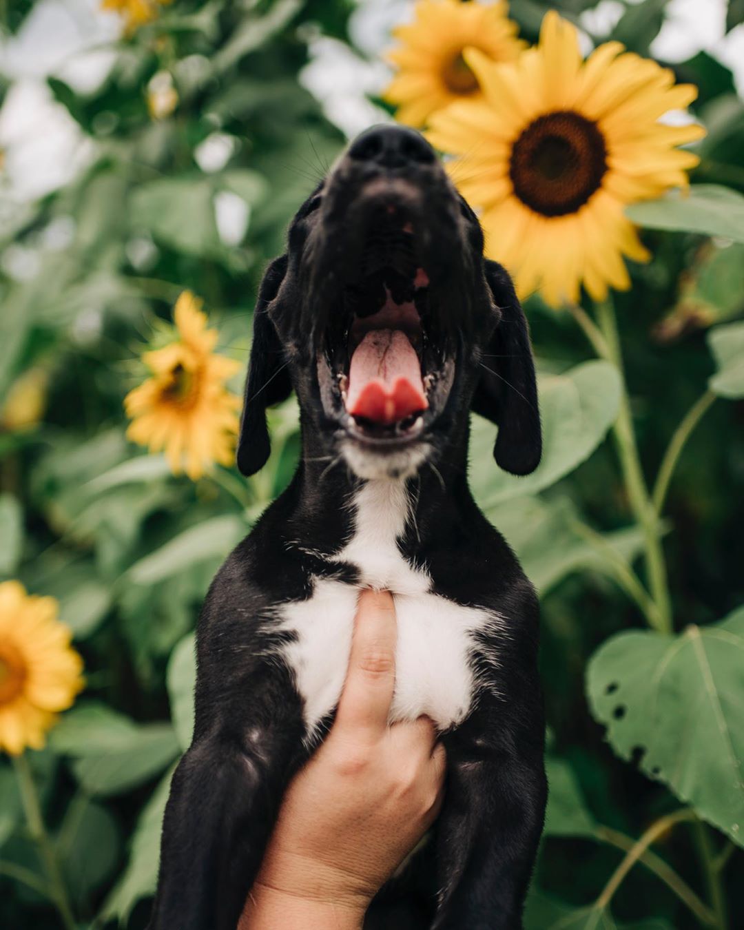 holding up a Great Dane puppy against the sunflowers