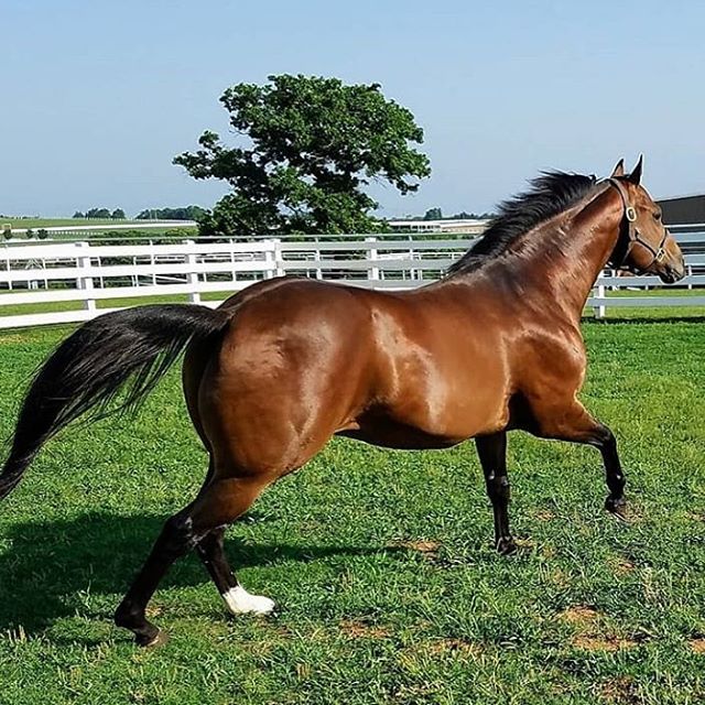 Horse running in the field