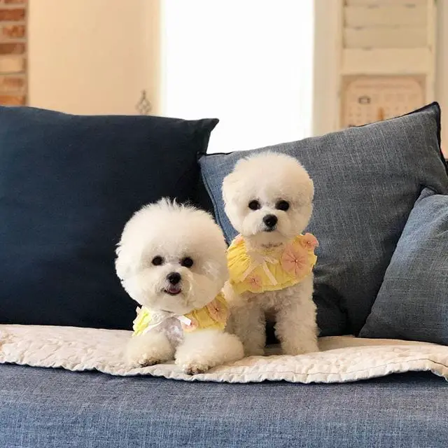 two Bichon Frise on the couch