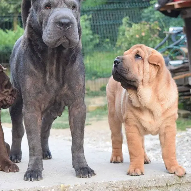 Shar Pei in the backyard looking up at an adult Shar Pei