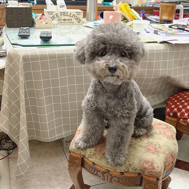 gray Poodle sitting on the chair with a long table behind him