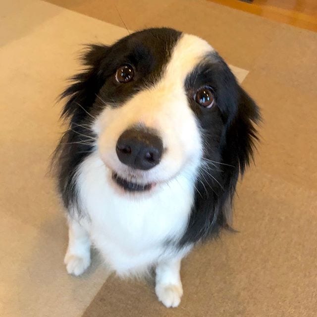 begging Border collie while sitting on the floor