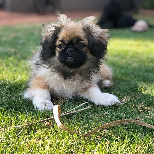 A Pekingese lying on the grass