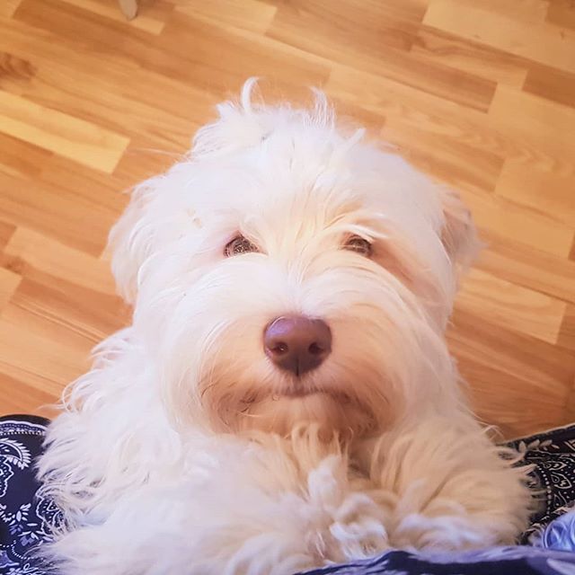 white Havanese Dog on the floor with its begging face