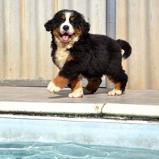 Bernese Mountain puppy walking on the side of the pool