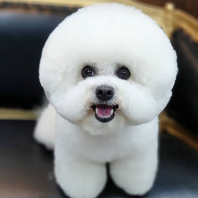 A Bichon Frise standing on top of the chair while smiling