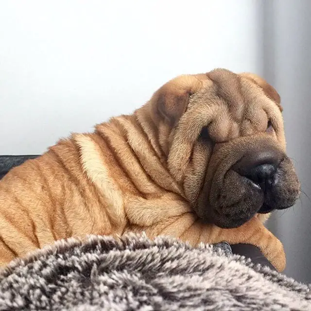 Shar Pei lying down on the couch