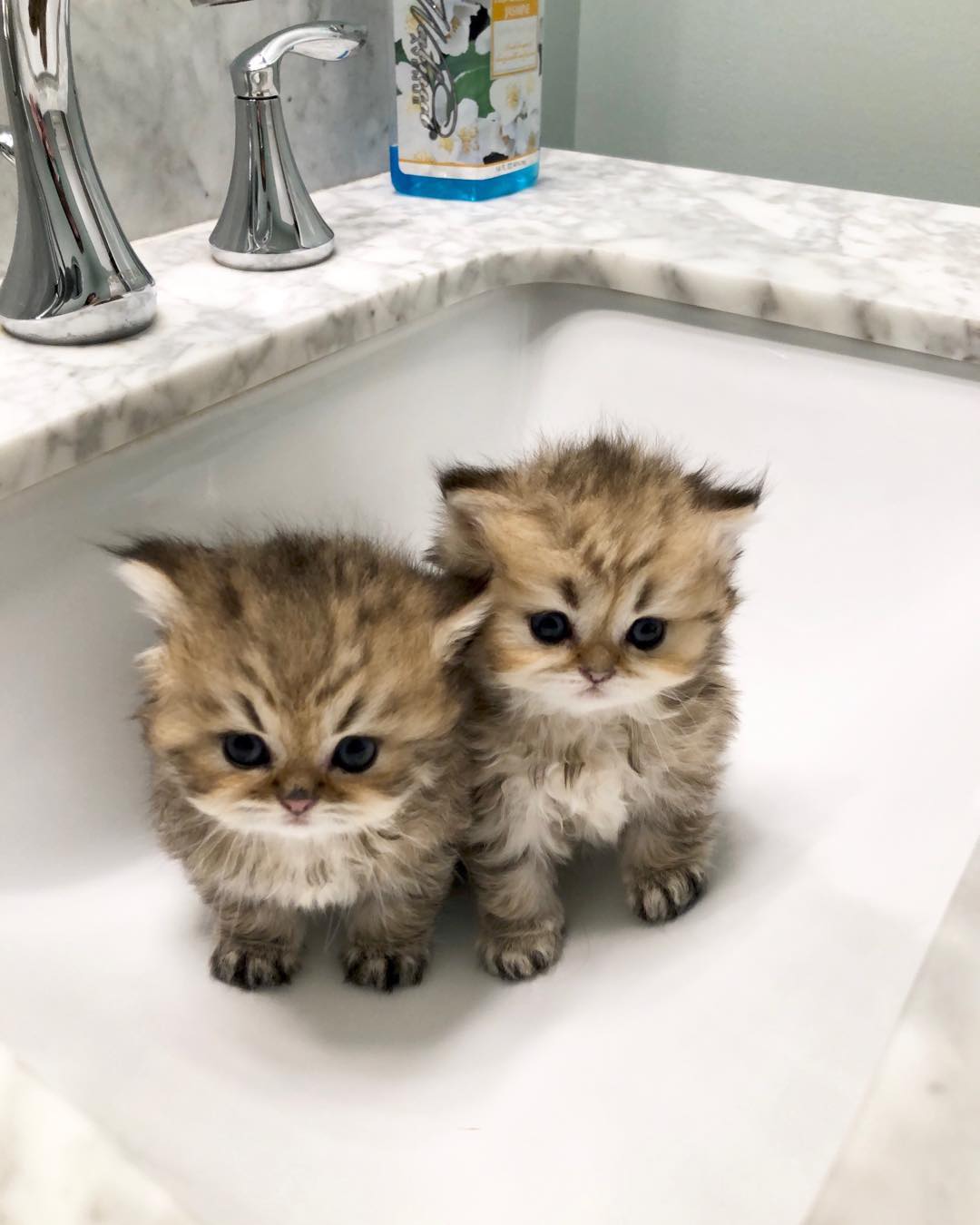 two Persian kittens sitting in a sink
