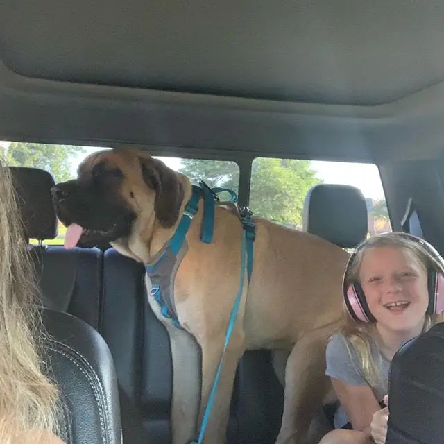 English Mastiff in the back seat behind the girl