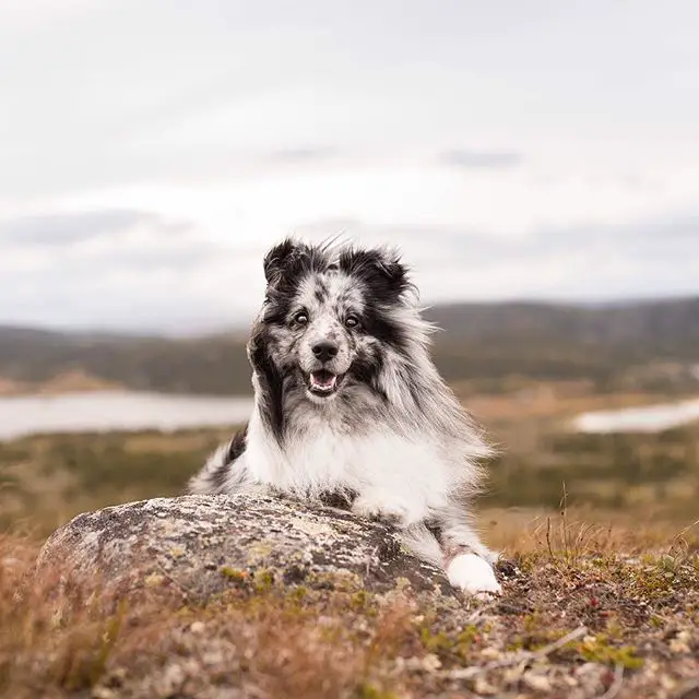 A Sheltie lying on top of the mountain while smiling
