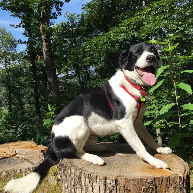 Border collie sitting on top of a chopped tree trunk