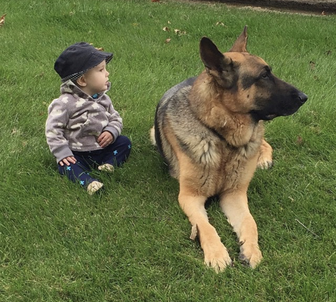 A German Shepherd lying on the green grass with a kid sitting next to him