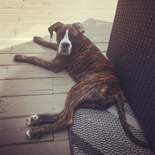 Boxer Dog lying on the floor with its sad face