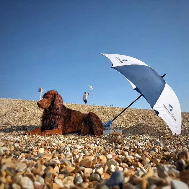 An Irish Setter lying on the pebbles at the beach