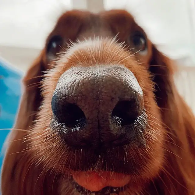 close up photo of the nose of a Irish Setter