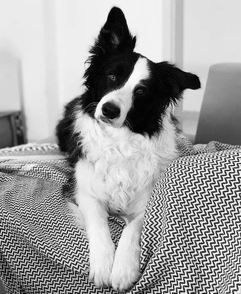 black and white photo of a Border collie lying on top of the couch