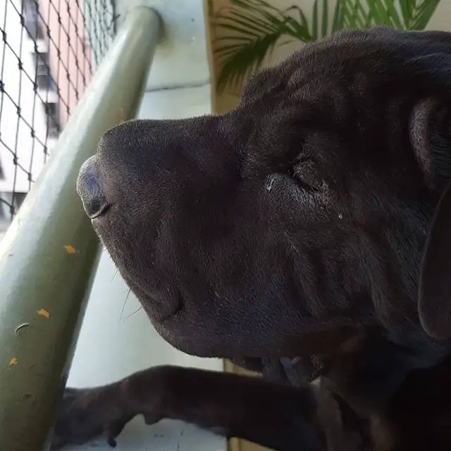Shar Pei looking out the window